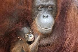 Borneo Multi Centre Holidays, Combine Beach Holiday with Orangutans