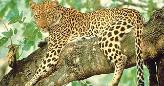Multi Centre Holidays Africa Kenya Safari or South Africa Game Reserve